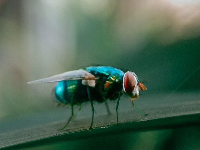 screw-worm-fly-gty-jt-250826_1756241522146_hpMain_4x3.jpg