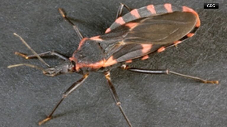 17785505_091025-kabc-chagas-disease.jpg
