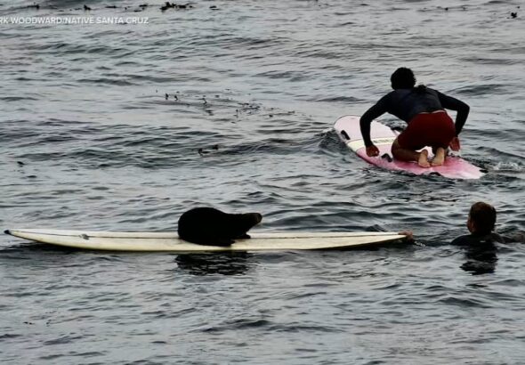 18018628_101525-kgo-11p-aggressive-otter-vid.jpg