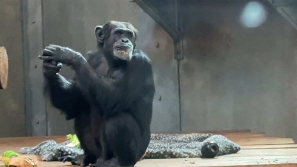 18186504_112125-kgo-sf-zoo-chimps-img.jpg