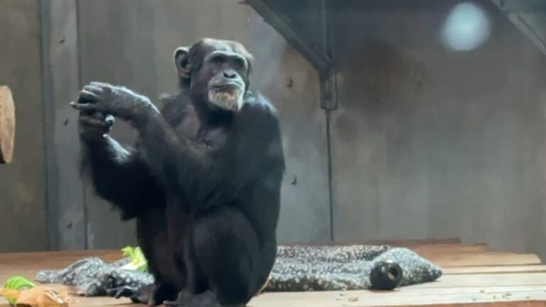 18186504_112125-kgo-sf-zoo-chimps-img.jpg