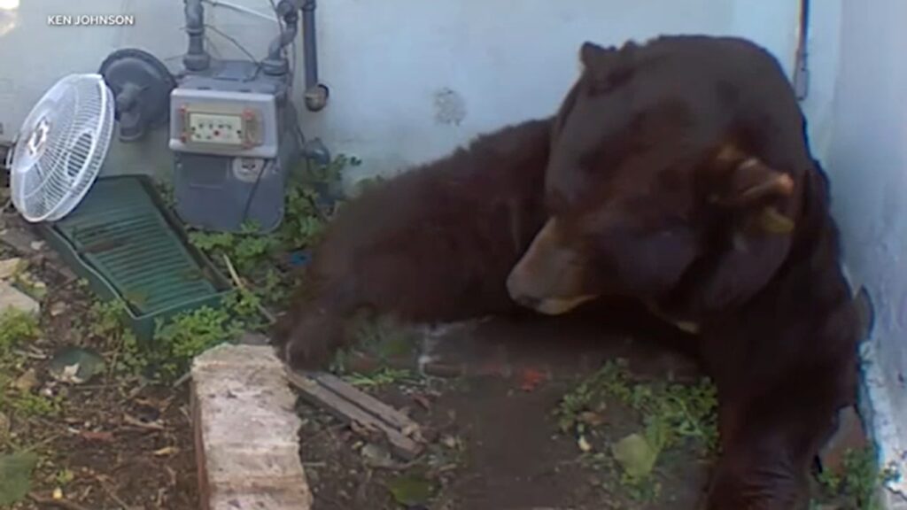 18235595_altadena-bear-clean-TN-img.jpg